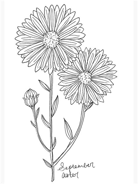 September Aster Birth Flower / Aster Drawing /September Birthday Gift" Greeting Card by ...