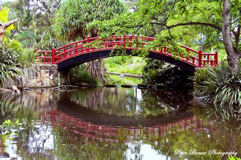 Bridging the Gap - Chinese Bridge in the Wollongong Gardens. | Chinese bridge, Bridge, Amazing ...