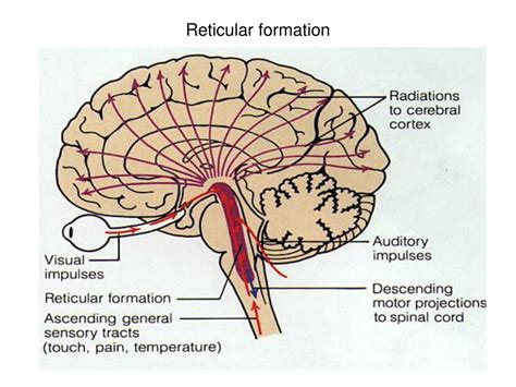 PPT - Anatomical and physiological bases of consciousness and sleep wake cycle PowerPoint ...