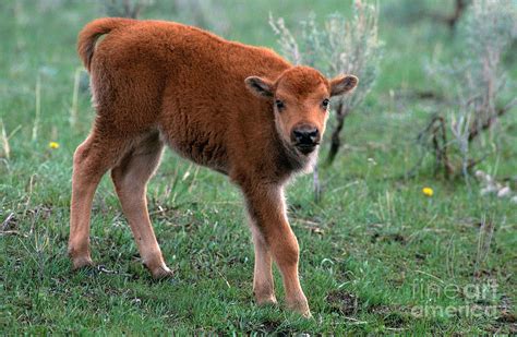 American Bison Calf Bison Bison Photograph by Art Wolfe