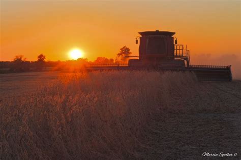 Bean Harvest Sunset - Martin Spilker Photography