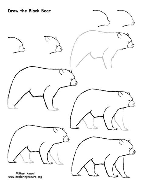 Easy Black Bear Drawing