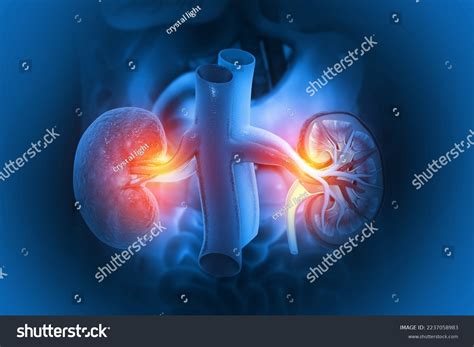 Human Kidney Cross Section Stock Illustration 3992889 - vrogue.co