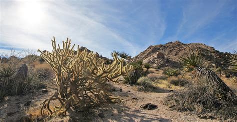 Grapevine Canyon - Nevada - One Journey