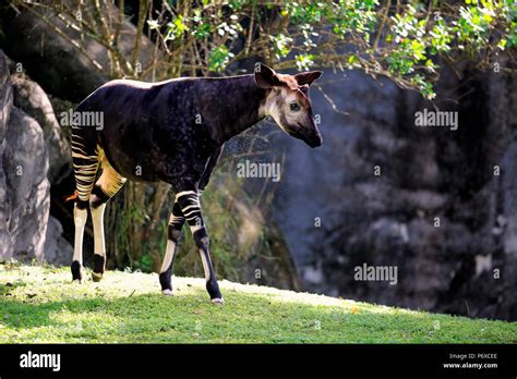 Okapi Hoofed Animals High Resolution Stock Photography and Images - Alamy