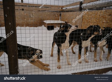 Concept Adoption Lost Abandoned Animals Shelter Stock Photo 2240744883 | Shutterstock