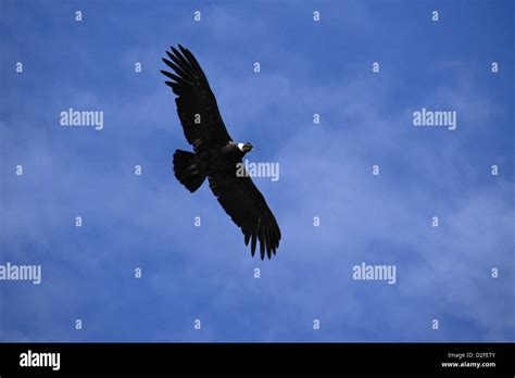 Andean condor flying Stock Photo - Alamy