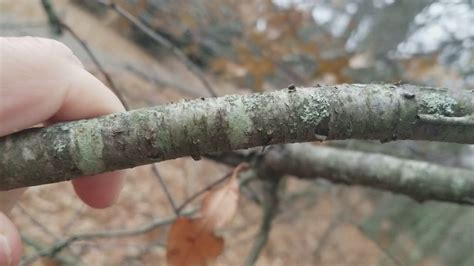 Wild Cherry Tree Identification