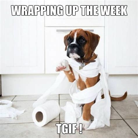 Happy Friday | Boxer dogs, Boxer, Boxer puppy