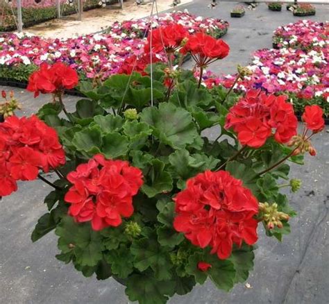 Zonal Geranium – Parks Brothers Farm, Inc