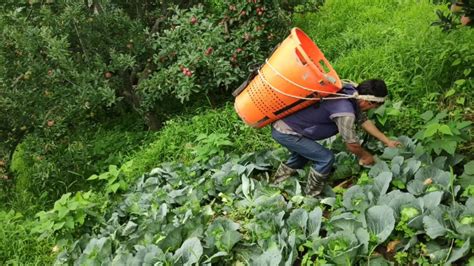 ||Cabbage harvesting and packing|| - YouTube