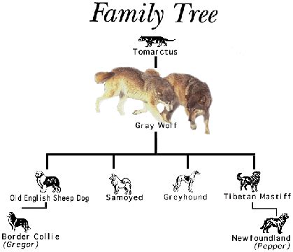 Evolution from the Creation Perspective