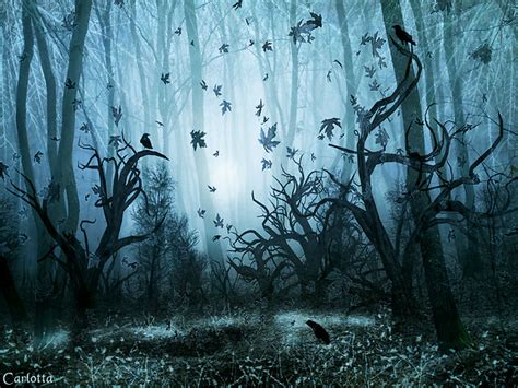 🔥 [50+] Spooky Forest Wallpapers | WallpaperSafari