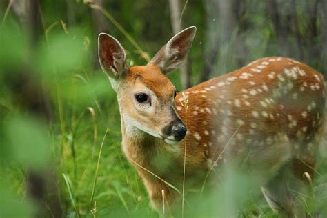 White-tailed deer fawn IMG_5772 | Who can resist these cute … | Flickr