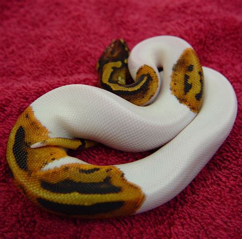 Ball Python Care - CHICAGO EXOTICS ANIMAL HOSPITAL