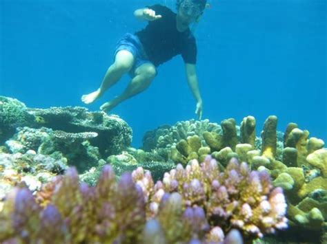 Whalesharks - Review of Olele Beach, Gorontalo, Indonesia - Tripadvisor