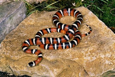 Milk Snake Size: How Big Do They Get? (In Captivity) - ReptileHow.com