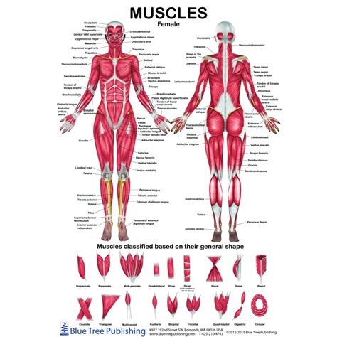 insuficiente contrabando Megalópolis muscle anatomy diagram imagina ...