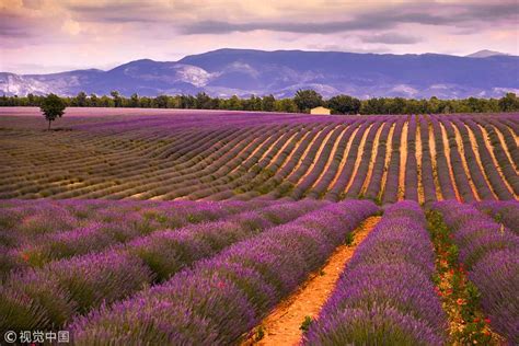 Bonjour! Flowers in France - CGTN