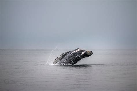 ULTIMATE WHALE WATCHING IN KAIKOURA TOUR - Thenorthernboy