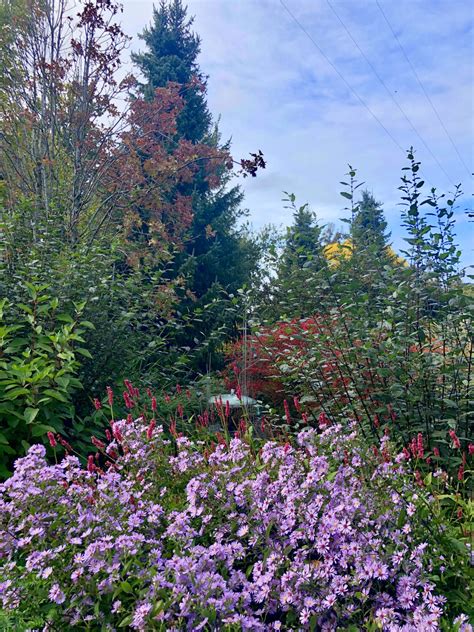 Symphyotrichum laeve Calliope | Wychwood Tasmania