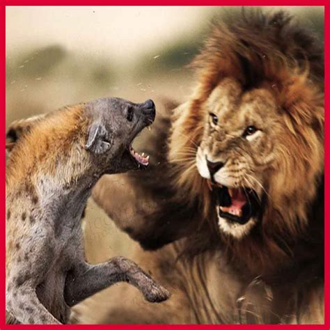 BEST Lion vs Hyena Real Fight! Hyena Lion Attack Fight! Epic battle of big Cat vs Hyena | BEST ...