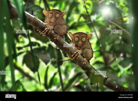 Tarsier, Chocolate Hills, Bohol Island, Visayas, Philippines Stock Photo - Alamy