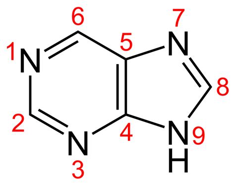 Purine Synthesis Diagram | Quizlet