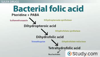 Inhibitors of Metabolite Synthesis: How Sulfa Drugs Work - Video & Lesson Transcript | Study.com