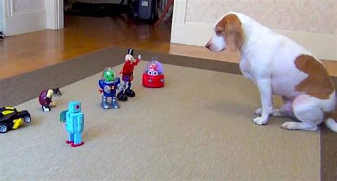 Robots Vs. Beagle – Cute Dog Video – Dog Files