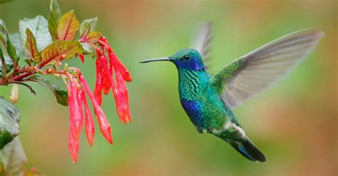 Hummingbird Bird Facts | AZ Animals