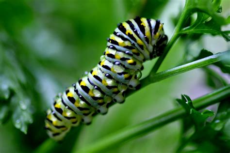 Appalachian Journal : The Life of a Black Swallowtail Caterpillar--updated