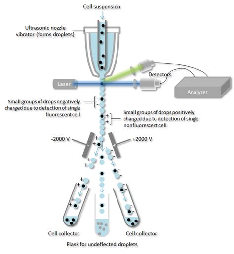 Cell Sorting – Cytologistics