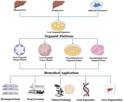 Bioengineering | Free Full-Text | Bioengineering Liver Organoids for ...