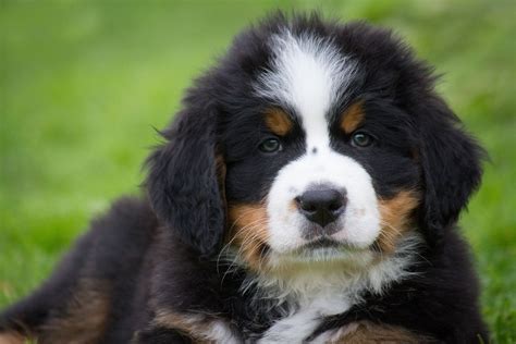 Saint Bernese (St. Bernard & Bernese Mountain Dog Mix): Info, Pictures, Facts | Hepper