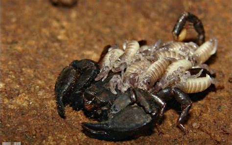 HD A Mother Scorpion & Babies Wallpaper | Download Free - 54809