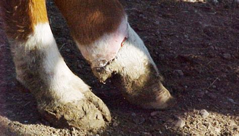 Fescue foot flares in cold weather | Hay and Forage Magazine