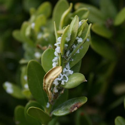 Treating Boxwood Psyllid Organically | My Everchanging Garden