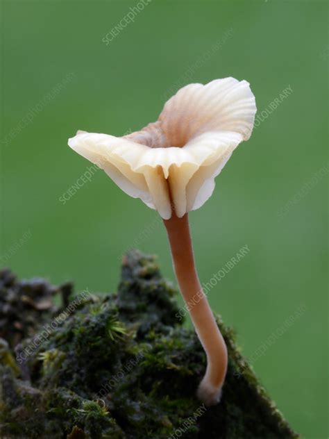 Heath navel fungus - Stock Image - C030/2196 - Science Photo Library