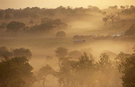 a herd of cattle grazing on a lush green hillside covered in fog and smoggy trees