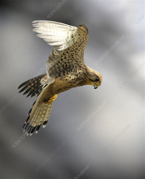 Common kestrel hunting - Stock Image - Z832/0385 - Science Photo Library