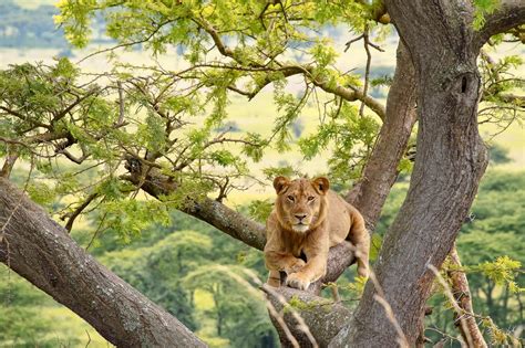 queen elizabeth bational park - Uganda National Parks