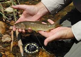 Bonneville Cutthroat Trout – Troutster.com – Fly Fishing Tips and Tactics