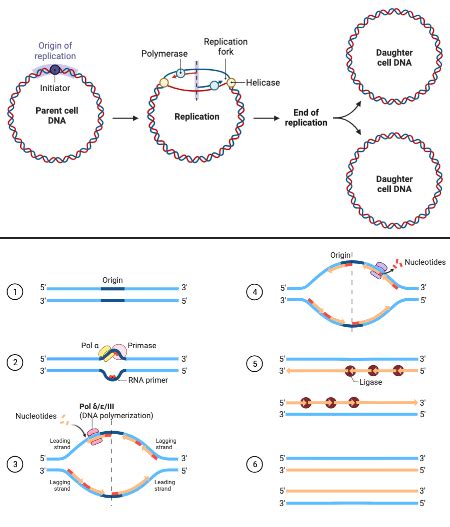 Prokaryotic Dna Replication Lagging Strand