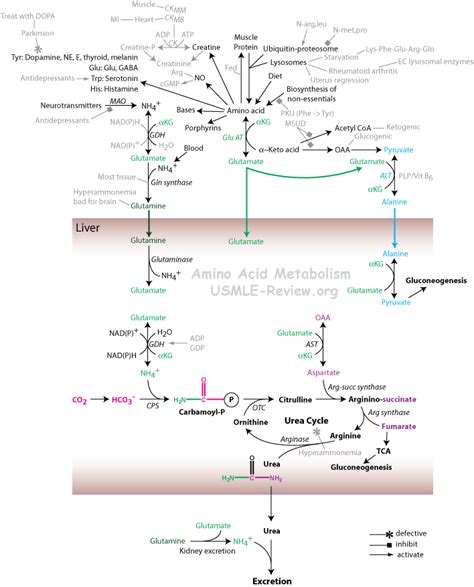 Amino Acid Metabolism - USMLE Review