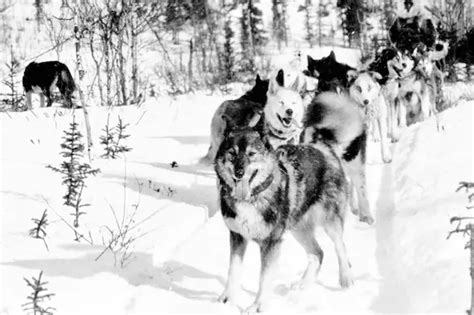 Togo the Sled Dog - True Story