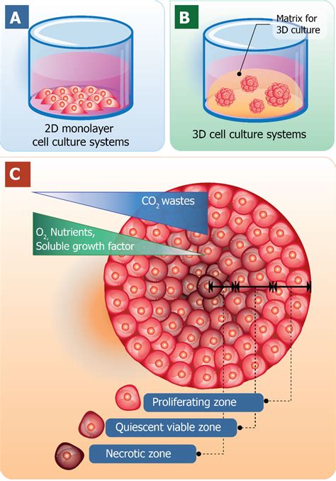 Top 120+ Monolayer culture of animal cells - Merkantilaklubben.org