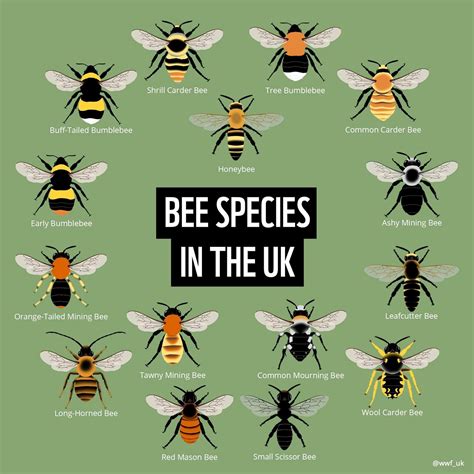 Bee species identification guide (UK) | Bee, Uk bees, Bee friendly