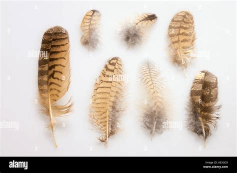 Eurasian Eagle Owl (Bubo bubo). Feathers. Studio picture against a ...