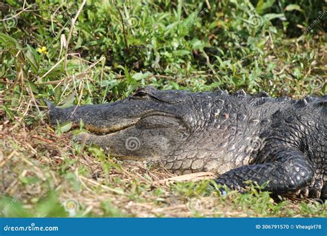 Alligator Head Image Resting in the Grassy Area Eyes Half Open Staring at Stock Photo - Image of ...